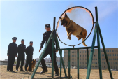 警犬训练 提升能力素质.JPG